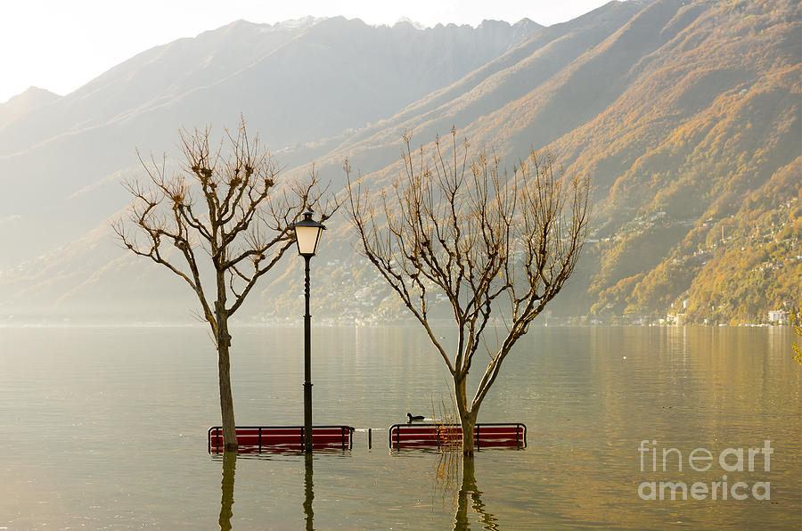 Benches and trees #4 Photograph by Mats Silvan