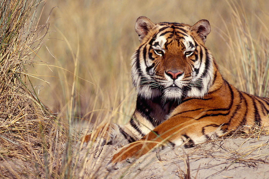 Bengal Tiger #4 Photograph by Jeffrey Lepore
