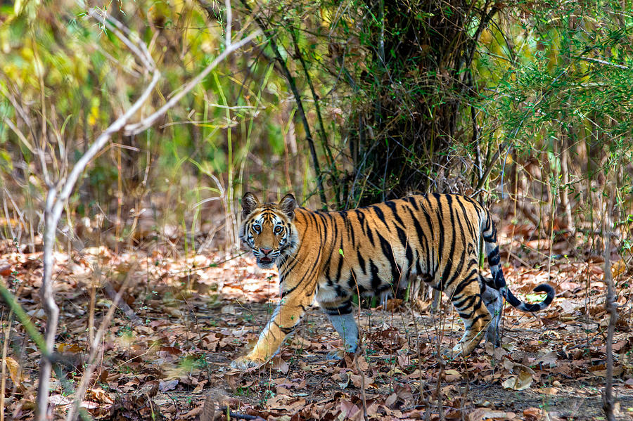 Bandhavgarh National Park Photograph - Bengal Tiger Panthera Tigris Tigris #4 by Panoramic Images