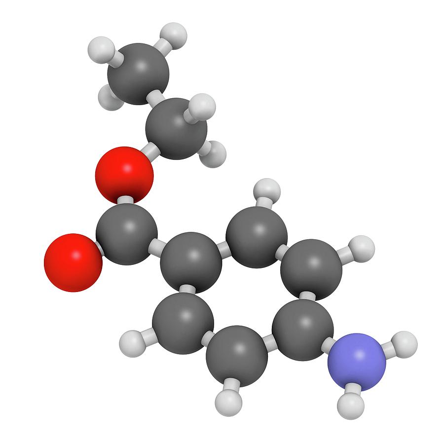 Benzocaine Local Anesthetic Drug Molecule Photograph by Molekuul - Fine ...