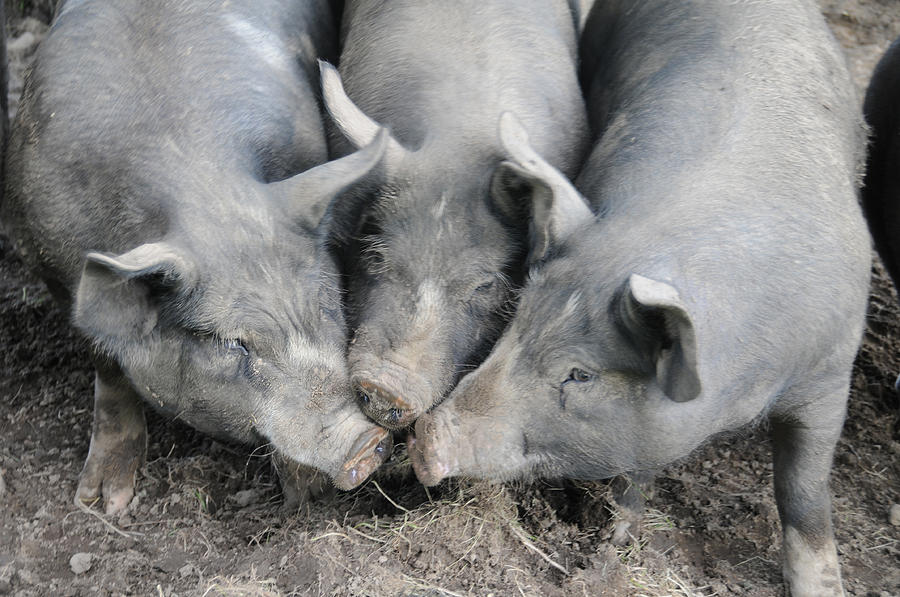 Berkshire Pigs #4 Photograph by Bonnie Sue Rauch