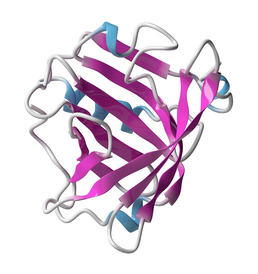 Beta-lactoglobulin Protein Molecule #4 Photograph by Molekuul/science Photo Library