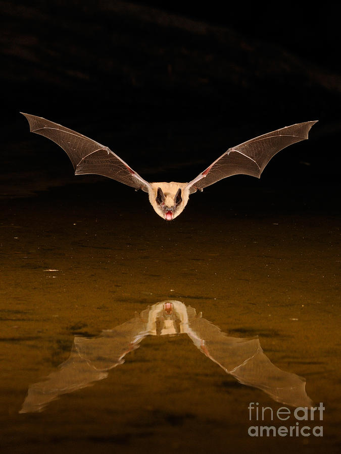 Mammal Photograph - Big Brown Bat #4 by Scott Linstead