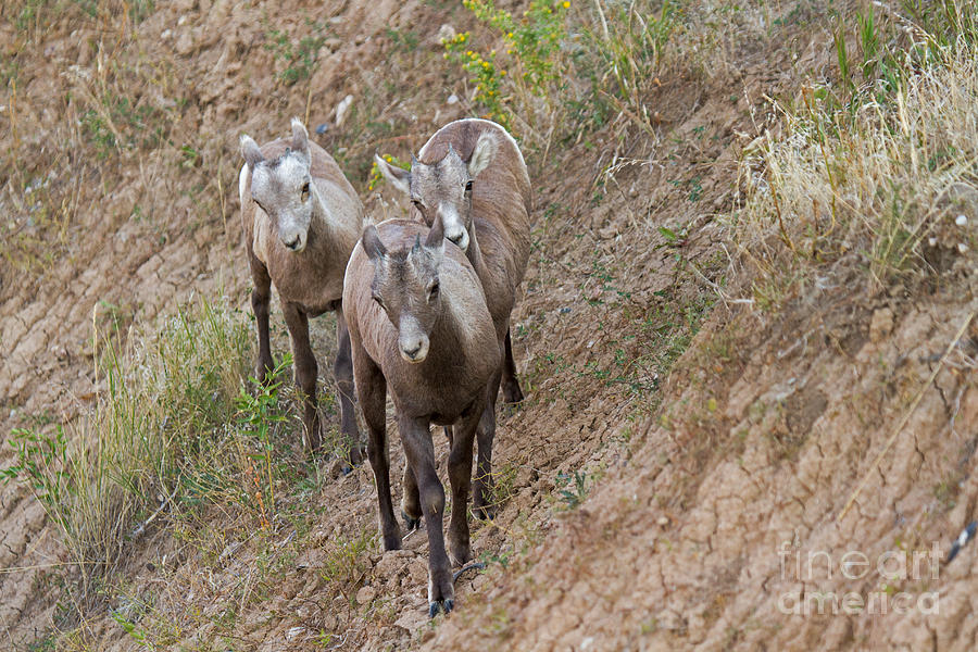 Big Horn Sheep #4 Photograph by Fred Stearns