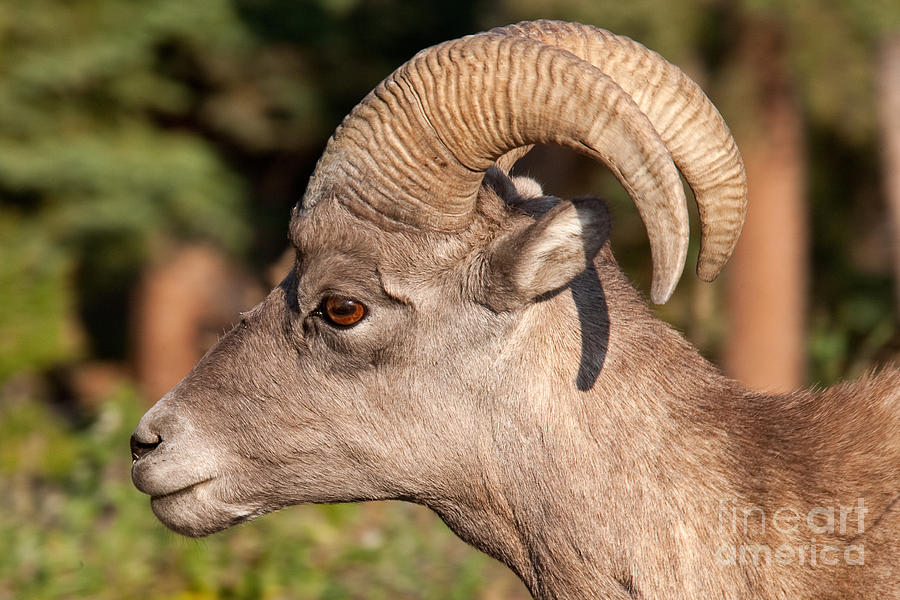 Big Horn Sheep Ram #4 Photograph by Fred Stearns