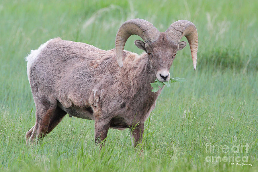 Bighorn Sheep #4 Photograph by Steve Javorsky