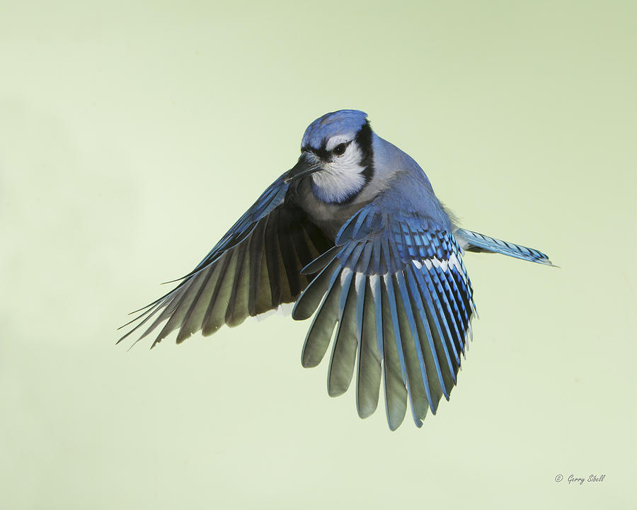 Billy Blue Jay #4 Photograph by Gerry Sibell