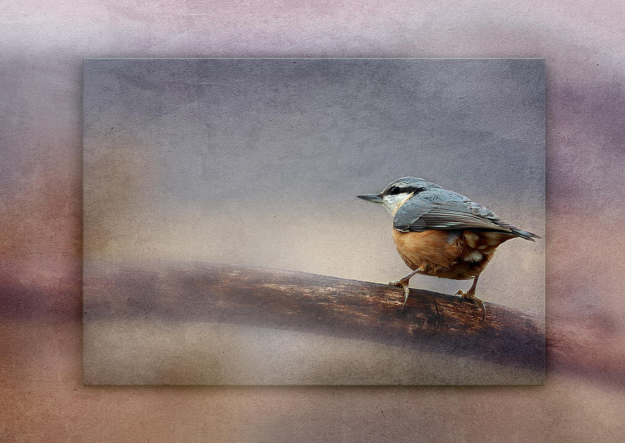 Bird Photograph - Bird #4 by Heike Hultsch