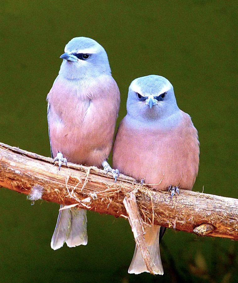 Pink Grey Birds Photograph