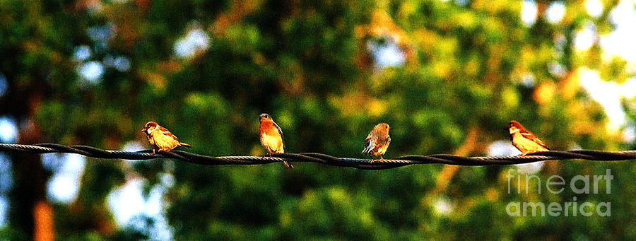 Brown Birds Photograph - 4 Birds by Leon Hollins III