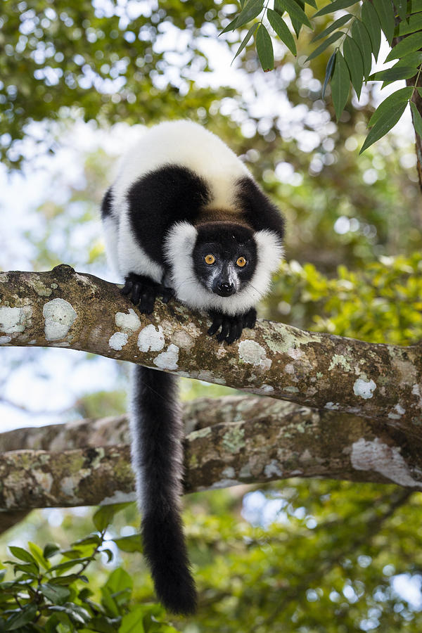 Black And White Ruffed Lemur Madagascar #4 Photograph by Konrad Wothe