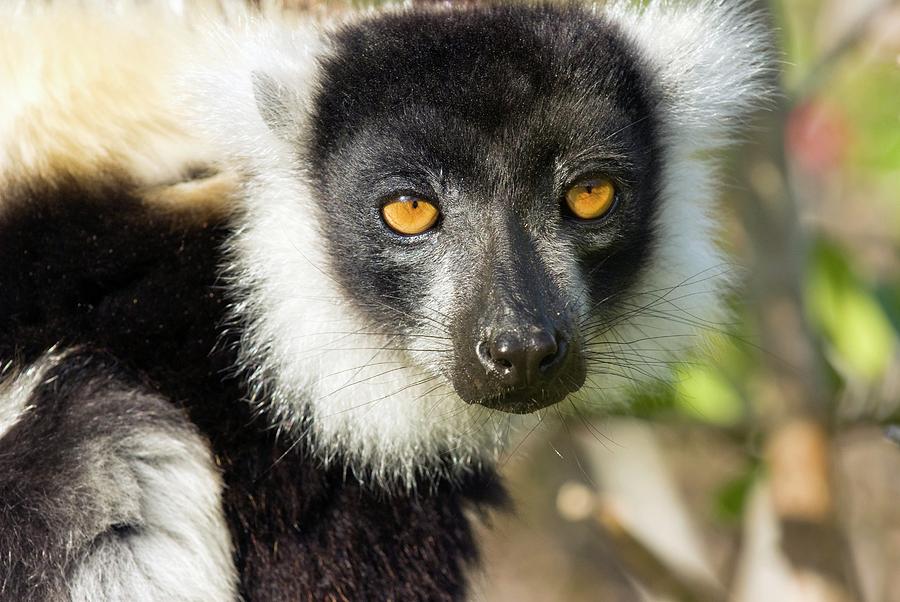 Black And White Ruffed Lemur #4 Photograph by Philippe Psaila/science Photo Library