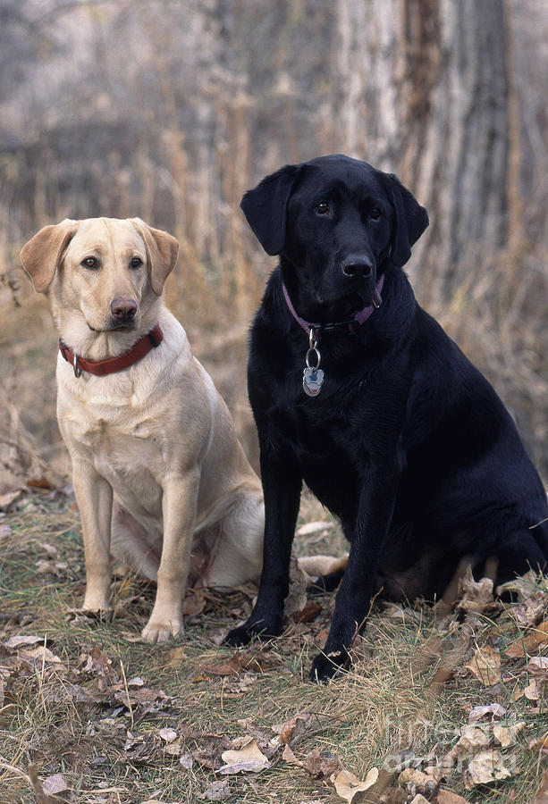 Black And Yellow Labrador Retrievers #4 Photograph by William H. Mullins