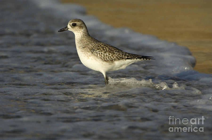 Black-bellied Plover #4 Photograph by John Shaw