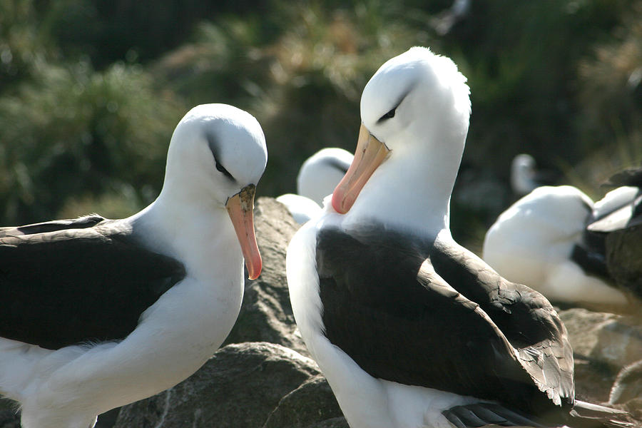 Black Browed Albatross Pair #4 Photograph by Amanda Stadther