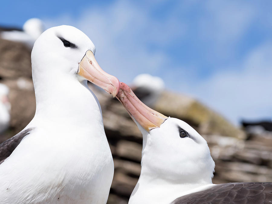 Albatross Photograph - Black-browed Albatross (thalassarche #4 by Martin Zwick