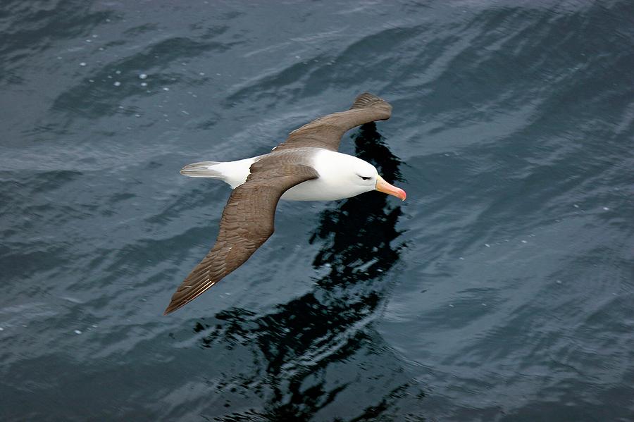 Black-browed Albatross Photograph by William Ervin/science Photo ...