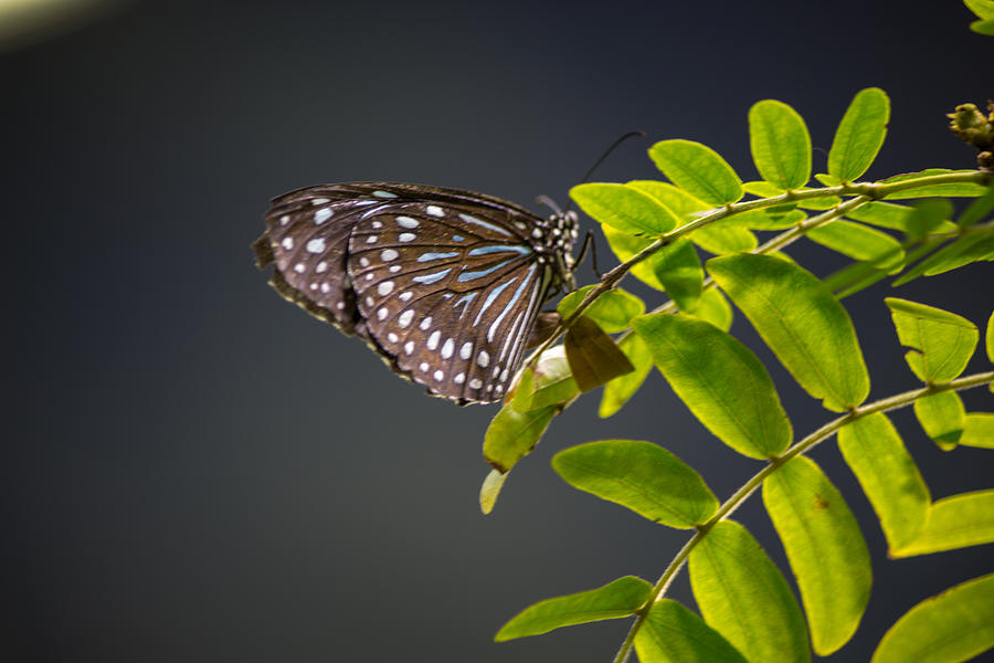 Black butterfly #4 Photograph by Susan Jensen