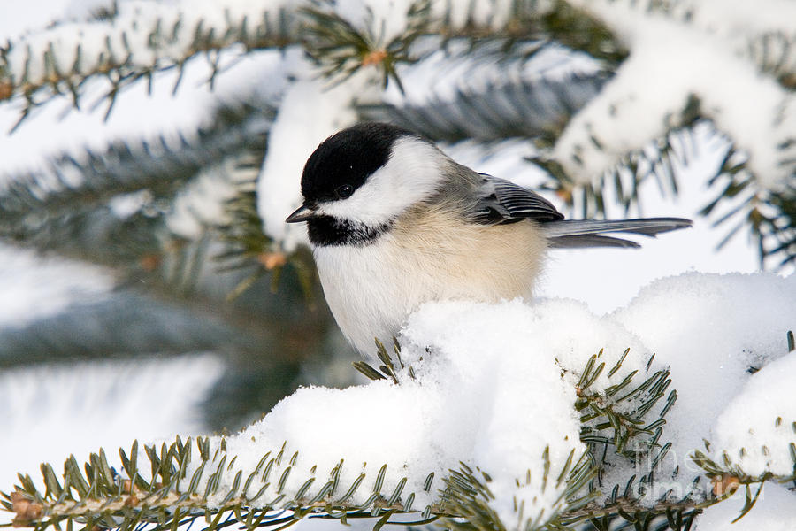 Black-capped Chickadee #4 Photograph by Linda Freshwaters Arndt