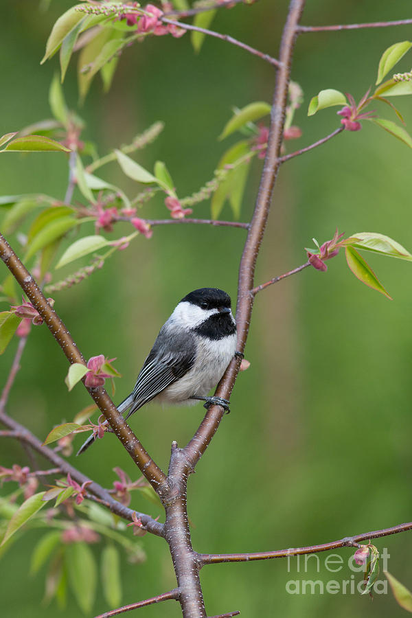 Black-capped Chickadee Poecile #4 Photograph by Linda Freshwaters Arndt