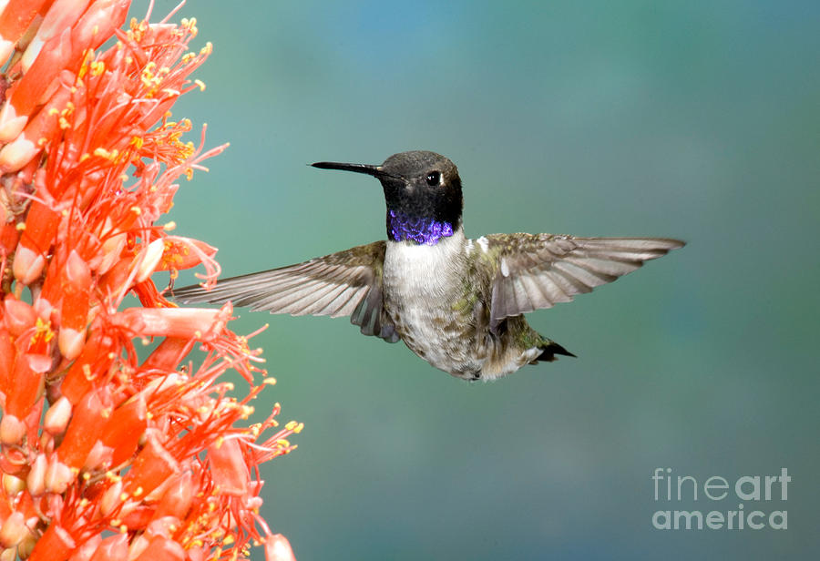 Black-chinned Hummingbird #4 Photograph by Anthony Mercieca