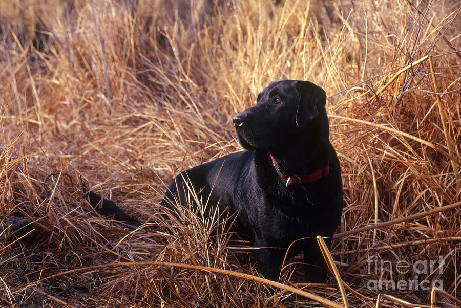 Animal Photograph - Black Labrador Retriever #4 by William H. Mullins