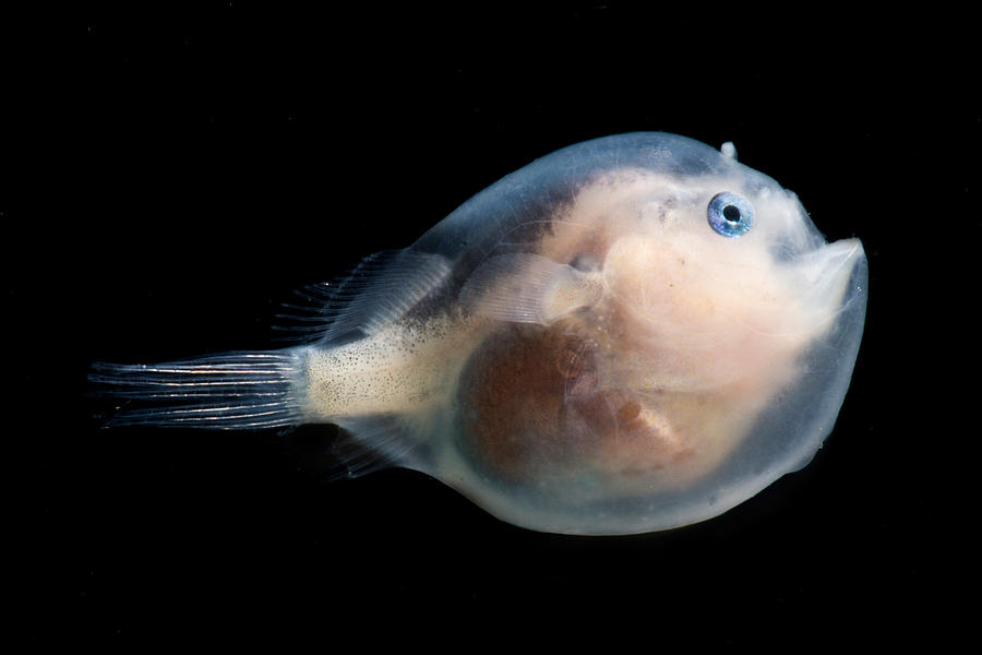 Black Seadevil Melanocetus Sp #4 Photograph by Danté Fenolio - Fine Art ...