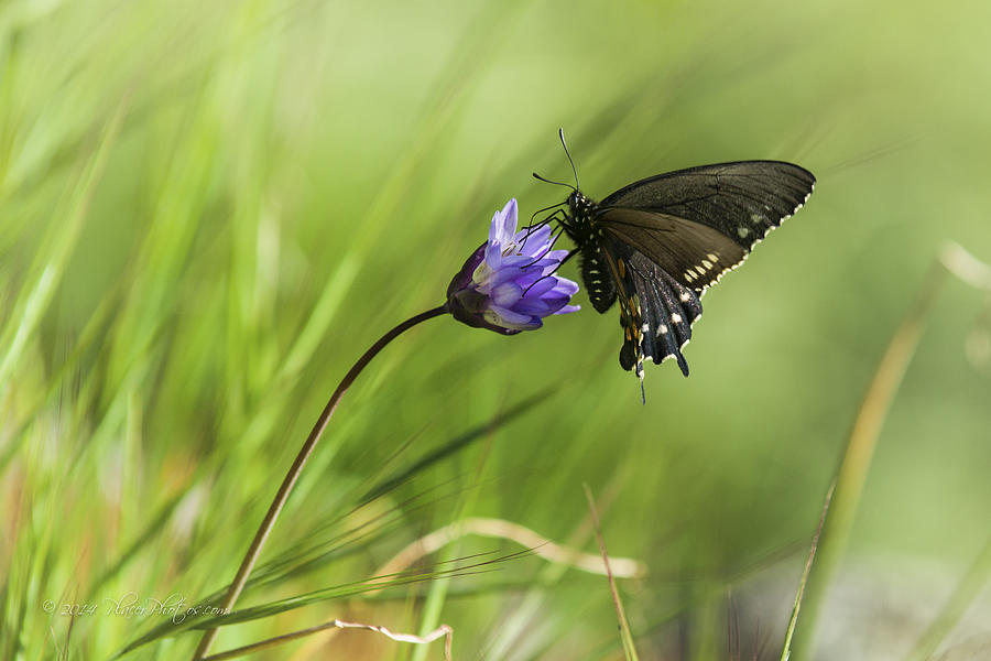 Pipevine Swallowtail Butterfly #1 Photograph by Jim Thompson