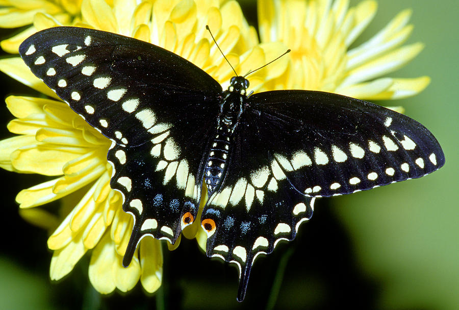 Black Swallowtail Butterfly #4 Photograph by Millard H. Sharp