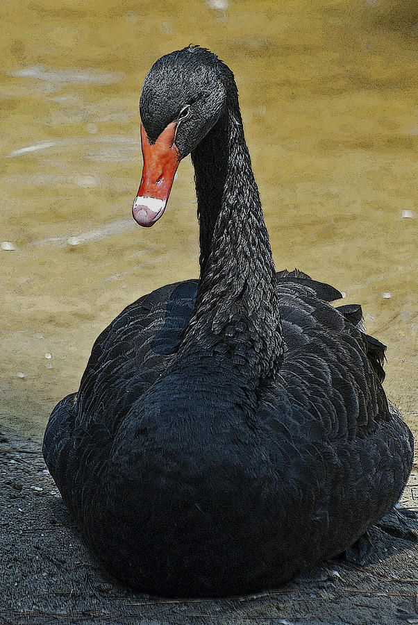 Black Swan #4 Photograph by Pat Exum
