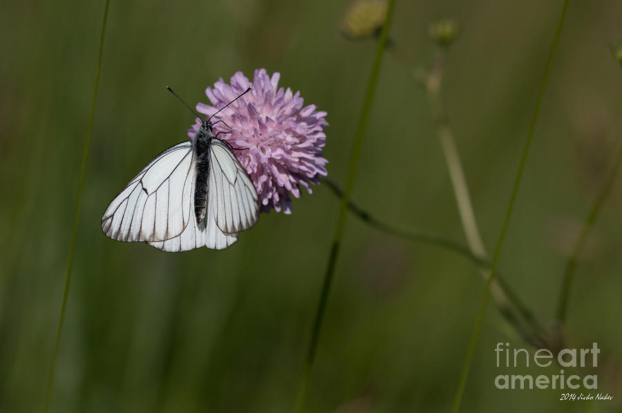 Black-veined White Butterfly #4 Photograph by Jivko Nakev