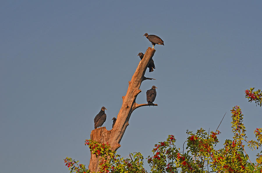 4- Black Vultures Photograph by Joseph Keane