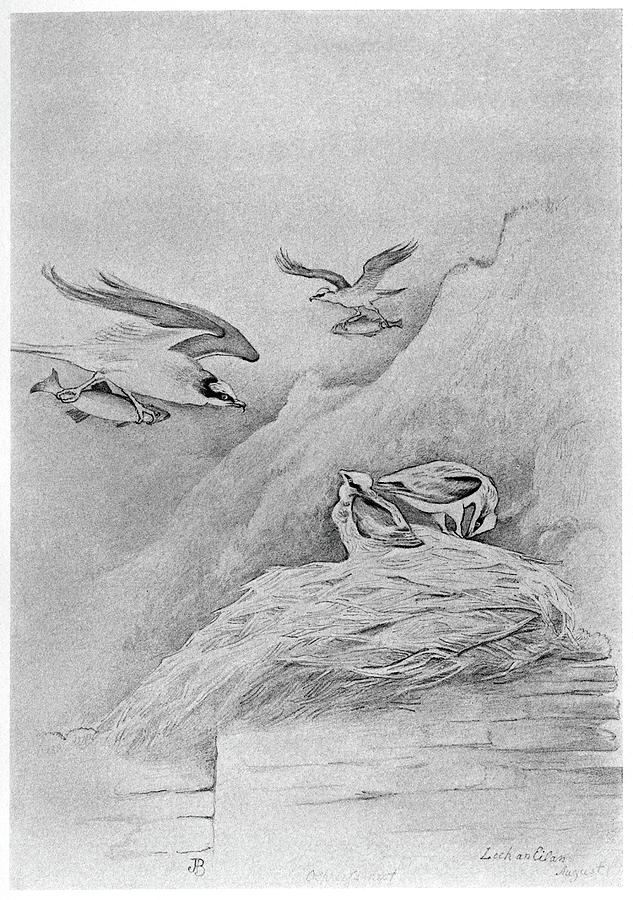Osprey Drawing - Blackburn Birds, 1895 #4 by Granger