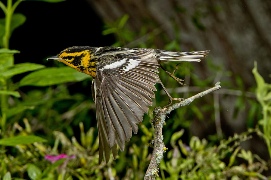 blackburnian warbler flying