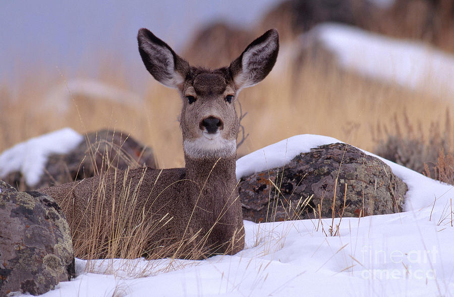 Blacktail Or Mule Deer #4 Photograph by Art Wolfe