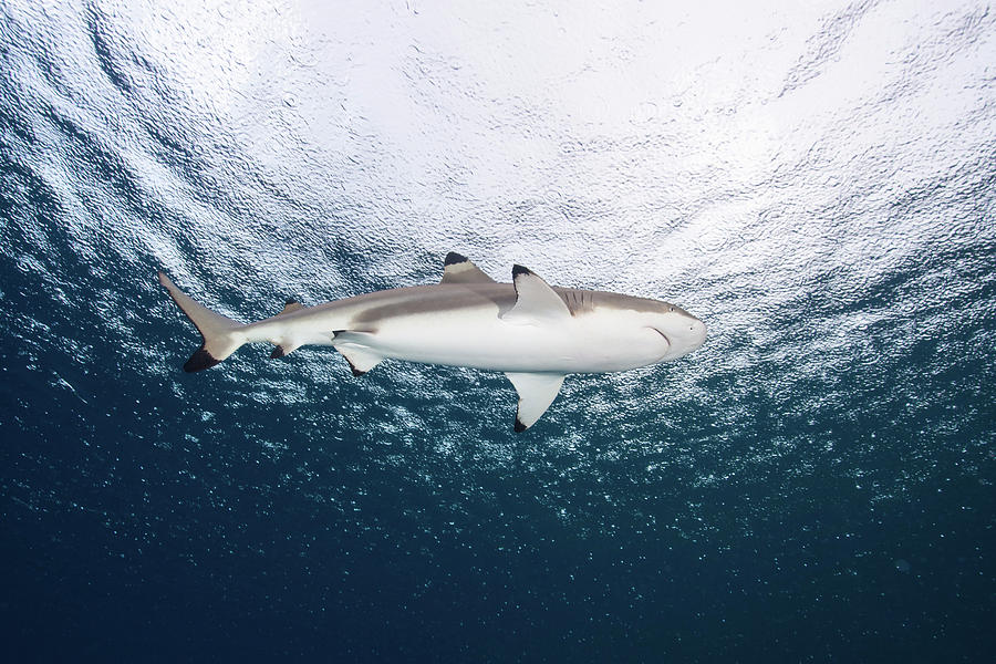 Blacktip Reef Shark, Yap, Micronesia #4 Photograph by Andreas Schumacher