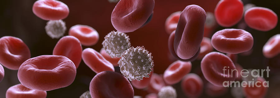 Blood Cells #4 Photograph by Science Picture Co - Pixels