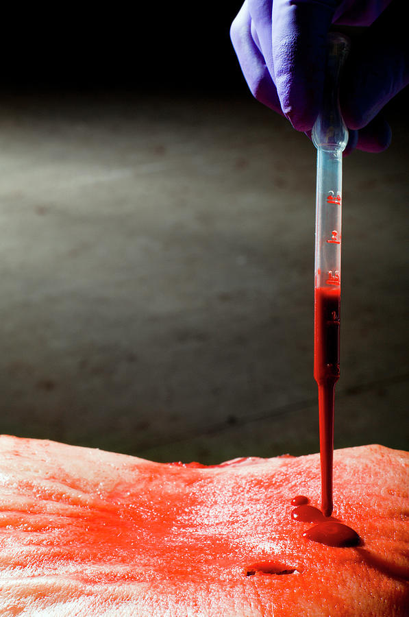 Blood Spatter Analysis #4 Photograph by Jim Varney/science Photo Library