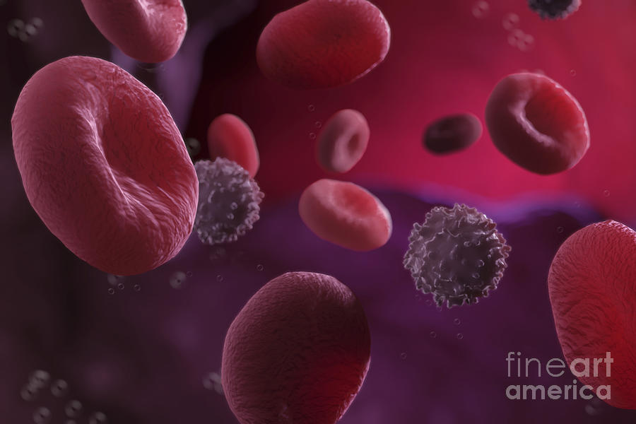 Bloodstream Photograph by Science Picture Co | Fine Art America