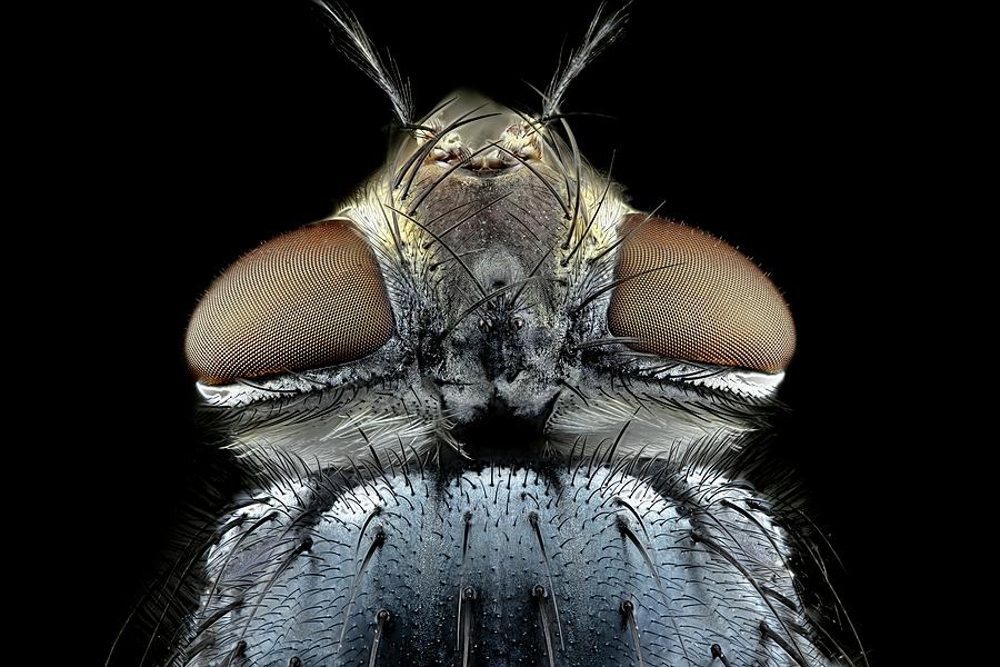 Blowfly Head #4 Photograph by Frank Fox