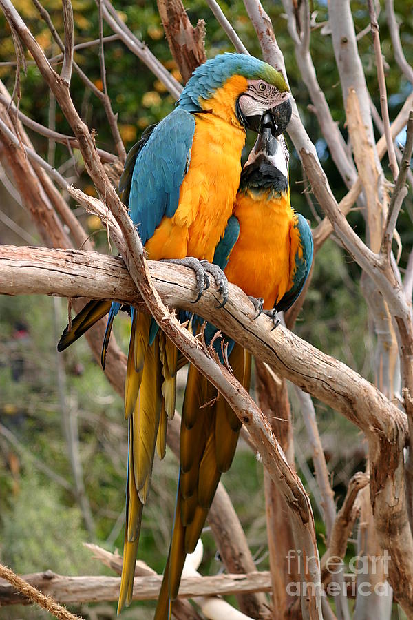 Blue And Gold Macaw #4 Photograph by Henrik Lehnerer