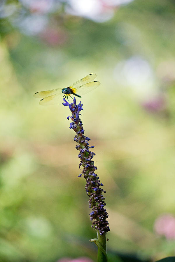 Blue dragonfly #4 Photograph by Susan Jensen