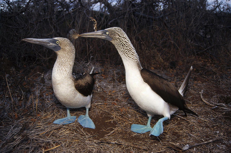 Animal Photograph - Blue-footed Boobies Courting  Galapagos #4 by Tui De Roy