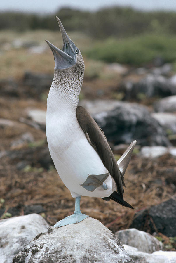 Blue-footed Booby Courtship Dance #4 Photograph by Tui De Roy