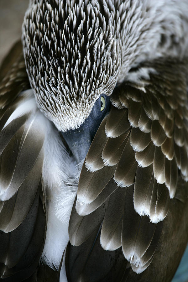 Blue-footed Booby, Sula Nebouxii, Santa #4 Photograph by David Santiago Garcia Blue-footed Booby, Sula Nebouxii, Santa #4 Photograph by David Santiago Garcia