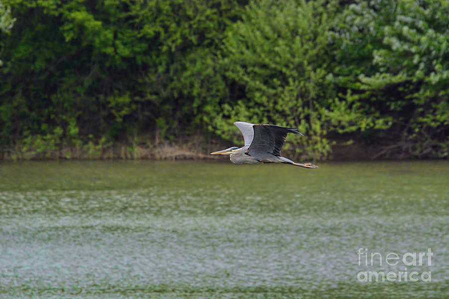 Blue Heron in Flight #4 Photograph by Jai Johnson