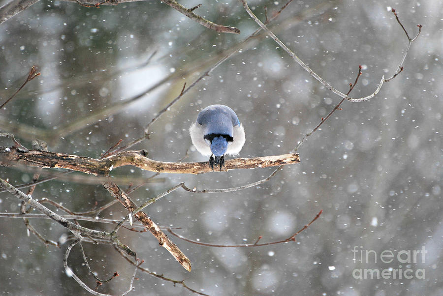 Blue Jay #4 Photograph by Lila Fisher-Wenzel