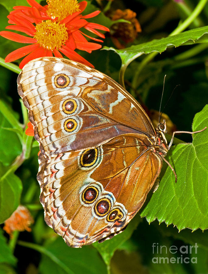 Blue Morpho Butterfly #4 Photograph by Millard H. Sharp