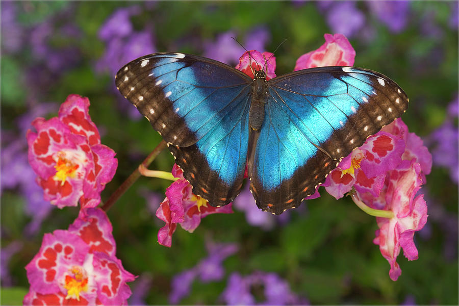 Butterfly Photograph - Blue Morpho Butterfly, Morpho #4 by Darrell Gulin