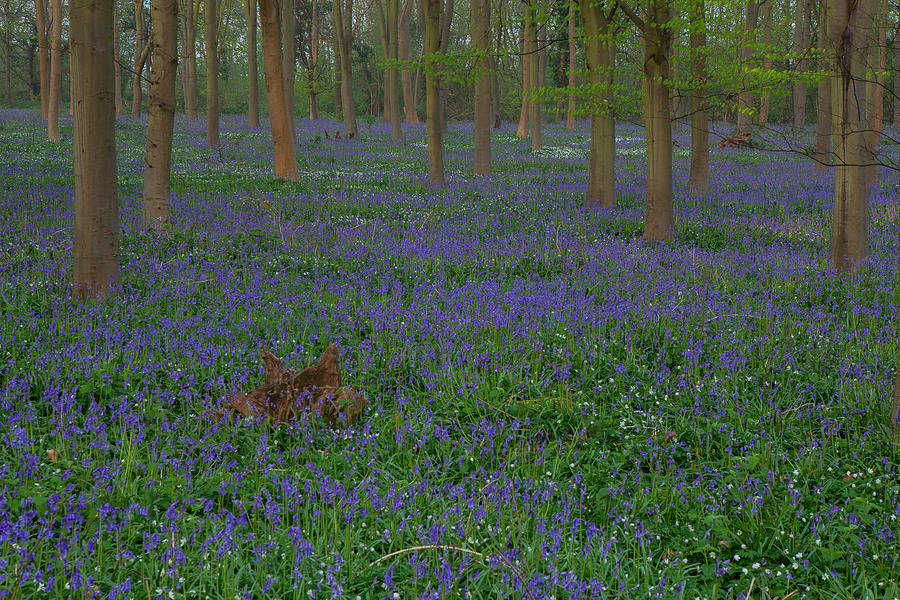 Bluebells in Oxey Wood #4 Photograph by Nick Atkin